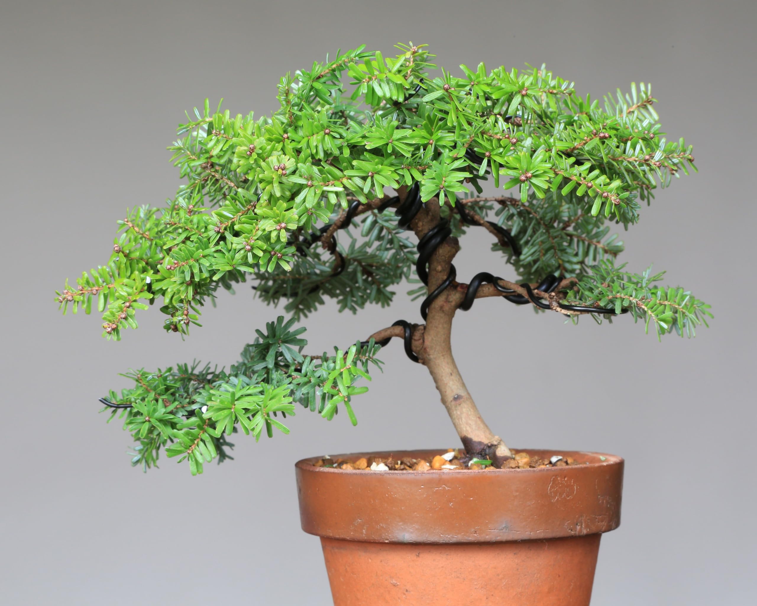 Amazon.co.jp: 八房米栂(コメツガ)『玉盛』ギョクセイ 小品盆栽【泰寿